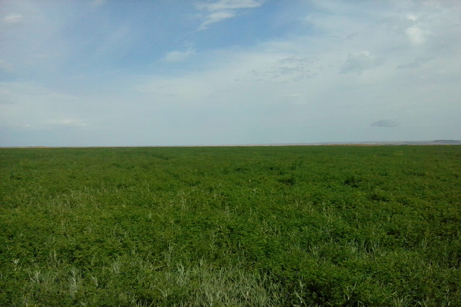 農(nóng)業(yè)節(jié)水設(shè)備-內(nèi)鑲圓柱式滴頭滴灌管-非壓力補(bǔ)償式